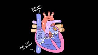 Le cœur et le système circulatoire [upl. by Braden5]