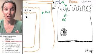 Reabsorption 2 Proximal convoluted tubule [upl. by Matlick115]