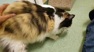 Lizzie long haired Calico at MEOW Cat Rescue [upl. by Lyrrad]