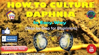 HOW TO CULTURE DAPHNIA In Easy Way [upl. by Selima]