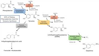 Catecholamine Biosynthesis Pathway [upl. by Lomaj]