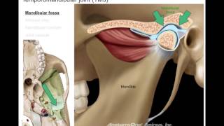 Infratemporal fossa [upl. by Derreg710]