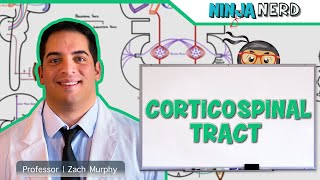 Neurology  Descending Tracts Corticospinal Tract [upl. by Oiratno]