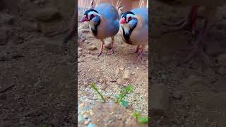 Chakor Bird  Maskati Chakor  Partridge voice [upl. by Champ]