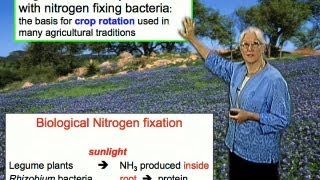 Legumes and Rhizobium bacteria  Sharon Long Stanford [upl. by Fabiano165]