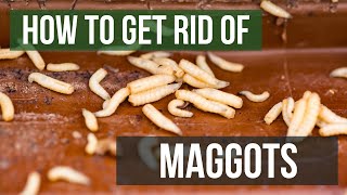 How to Get Rid of Maggots 4 Easy Steps [upl. by Serilda]